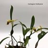 Coelogyne lindleyana (2)-2